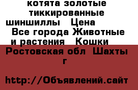котята золотые тиккированные шиншиллы › Цена ­ 8 000 - Все города Животные и растения » Кошки   . Ростовская обл.,Шахты г.